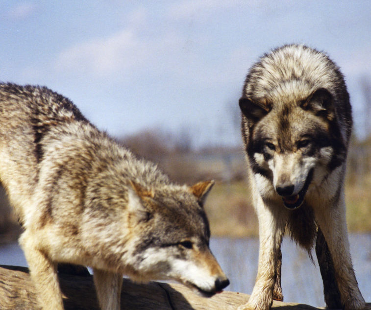 Zwei Wolfe Die Mutmacherei Futtert Deinen Zweiten Wolf