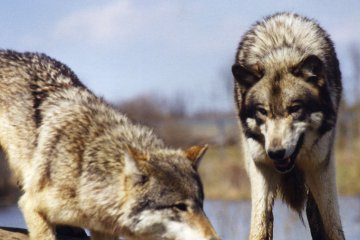 Zwei Wölfe, ein Wolf schaut den andern an