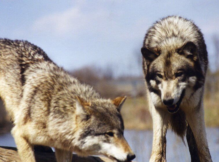 Zwei Wölfe, ein Wolf schaut den andern an