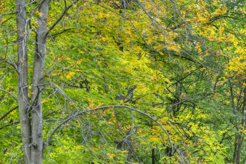 Grüne Bäume am Herbstbeginn