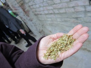 getrocknete Pilzstückchen in einer offenen Hand gehalten