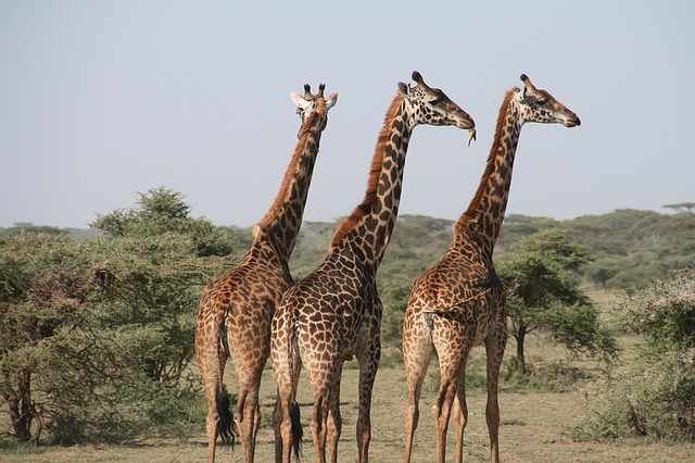 Symbolbild: Giraffen