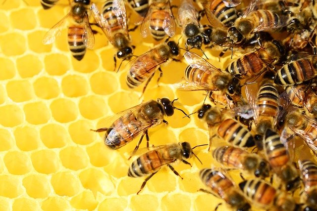 Symbolbild: Bienen