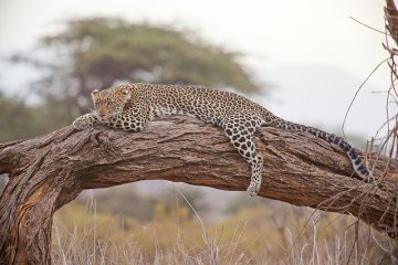 Symbolbild: Leopard