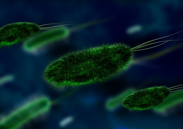 Symbolbild: Bakterieum
