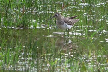 Vogel im Feuchtgebiet