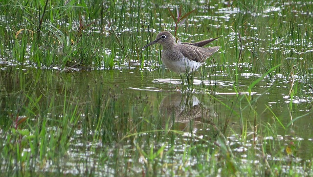 Vogel im Feuchtgebiet